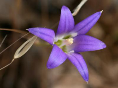 Blue dicks (Dichelostemma capitatum) - Image 1 of 10