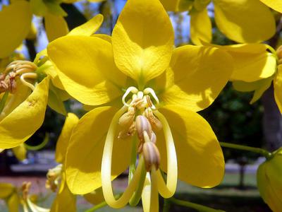 Golden shower tree