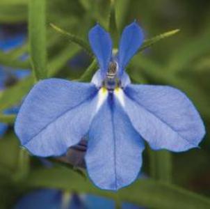 Trailing lobelia