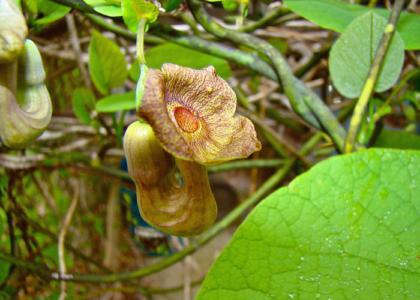 Dutchman's pipe