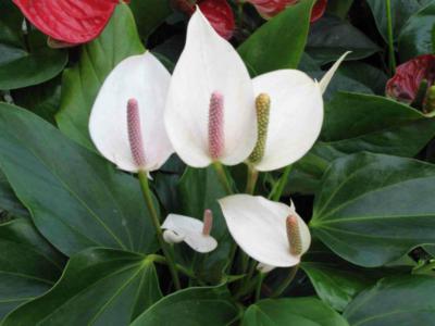 Peace lily