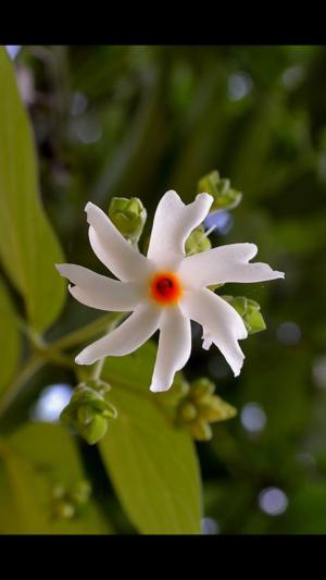 Night-flowering jasmineの育て方 - 完全お手入れガイド | PlantSnap