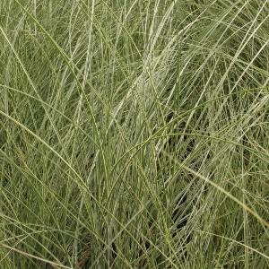 Chinese silver grass