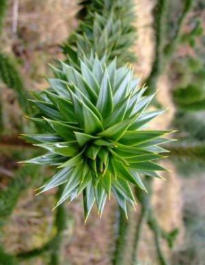 Paraná pine