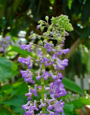 Cockspur flower