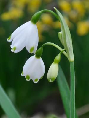 Summer snowflake