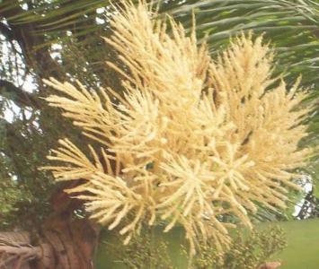 Cuban royal palm (Roystonea regia) - Image 1 of 10