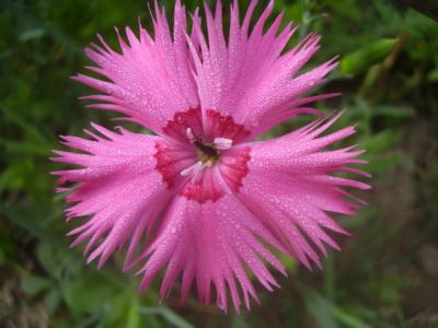 Common pink