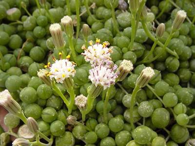 String of pearls