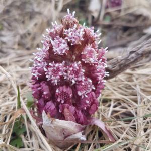 Butterbur