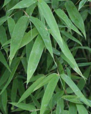 Golden bamboo