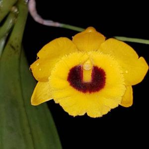 Golden bow dendrobium