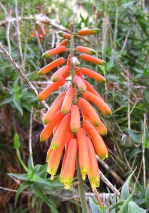 Krantz aloe