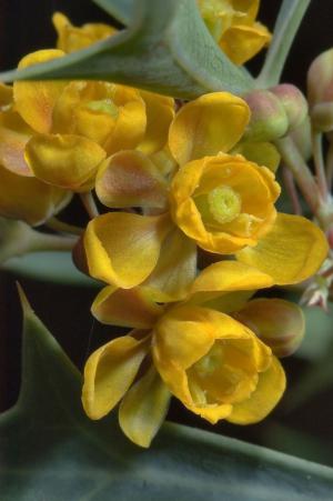 Agarita