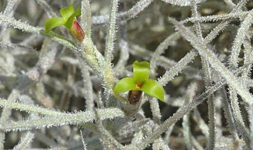 How to care for Spanish moss - Complete Plant Care Guide | PlantSnap -  Plantsnap - Identify Plants, Trees, Mushrooms With An App