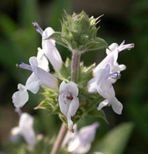 White sage