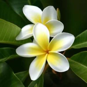 Fiddle leaf plumeria