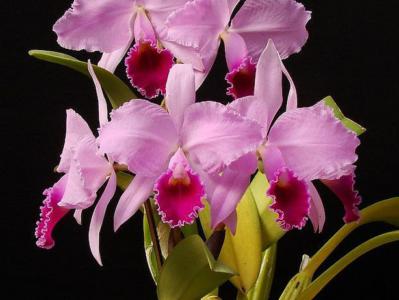 Christmas orchid