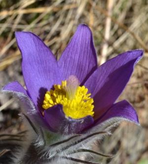 Eastern pasqueflower