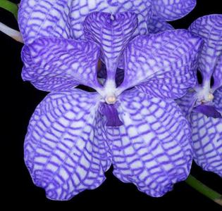 Blue vanda