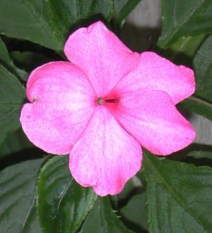 Busy lizzie - Plantsnap - Identify Plants, Trees, Mushrooms With An App