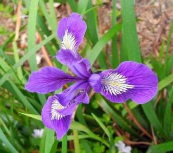 Douglas iris