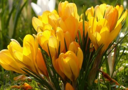 Broad-leaved freesia