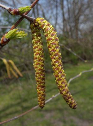 River birch