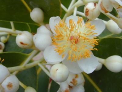 Tabarau How to care for Tabarau - Complete Plant Care Guide | PlantSnap ...