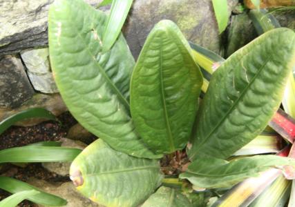 Bird's nest anthurium