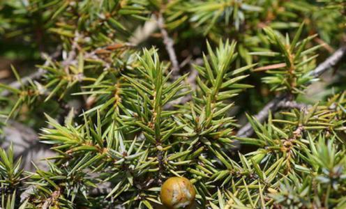 Rocky mountain juniper (Juniperus scopulorum) - Image 1 of 10