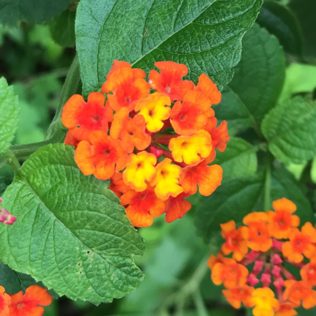 Texas lantana