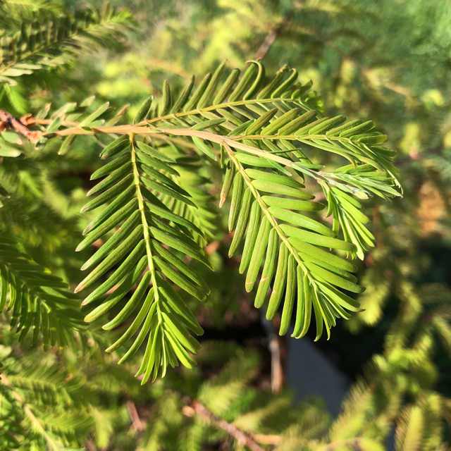 Dawn redwood