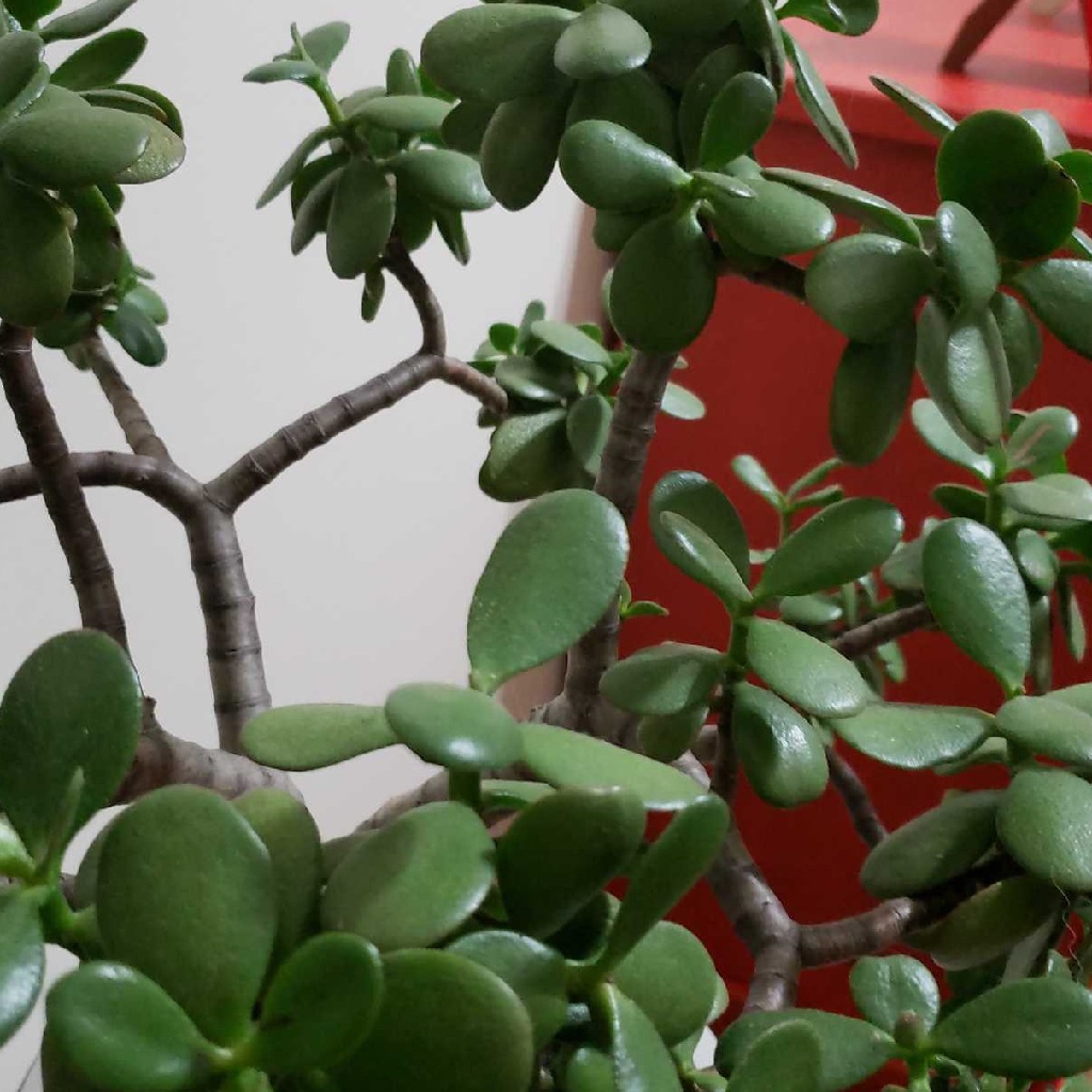 Trailing jade