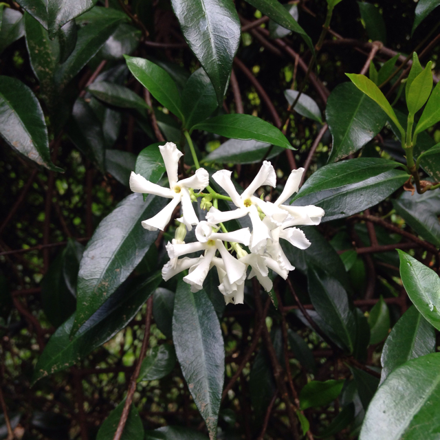 How to care for Star jasmine - Complete Plant Care Guide | PlantSnap -  Plantsnap - Identify Plants, Trees, Mushrooms With An App