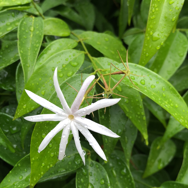 Angel wing jasmine