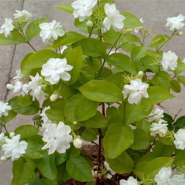 Arabian jasmine - Plantsnap - Identify Plants, Trees, Mushrooms With An App