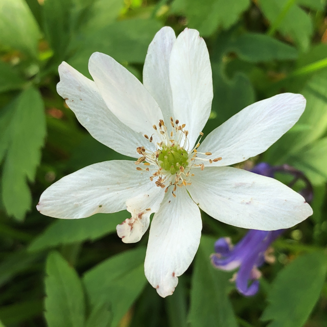 Wood anemone