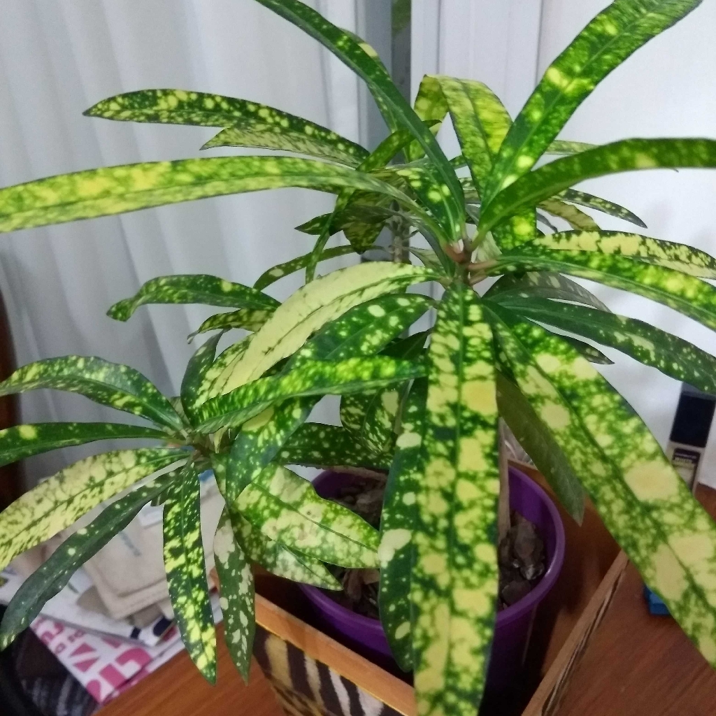 Banana croton (Codiaeum banana) - Image 1 of 10