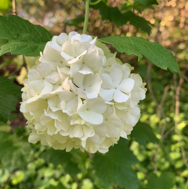 European cranberrybush