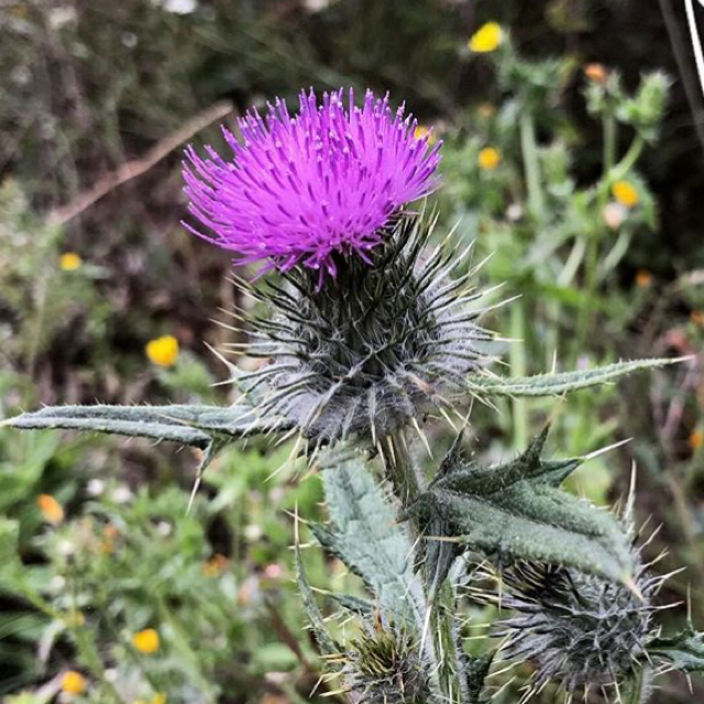 Spear thistle