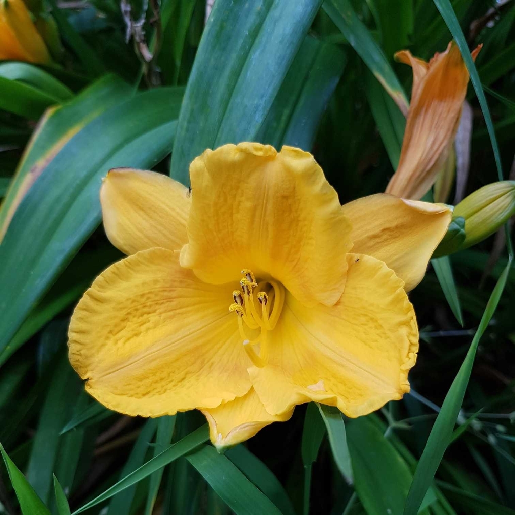 Stella de oro daylily