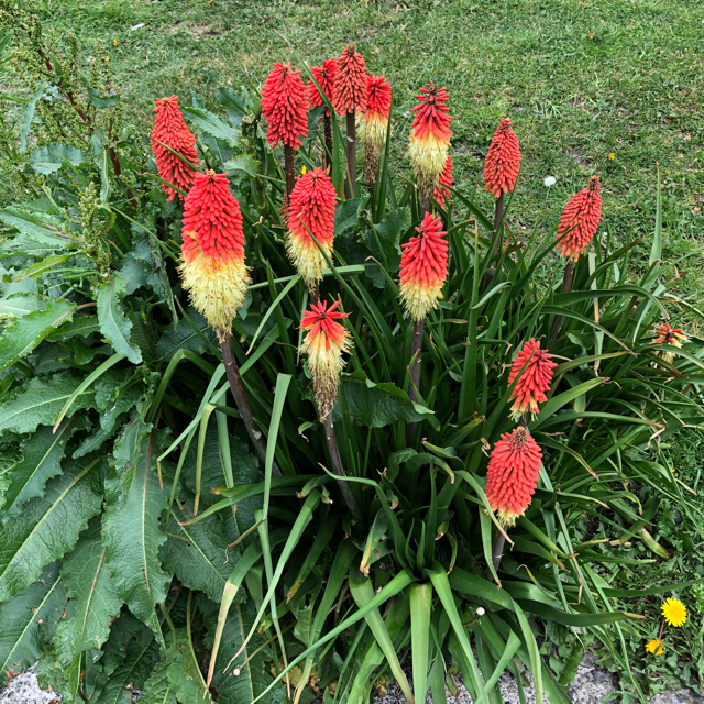 Red hot poker (Kniphofia uvaria) - Image 1 of 10