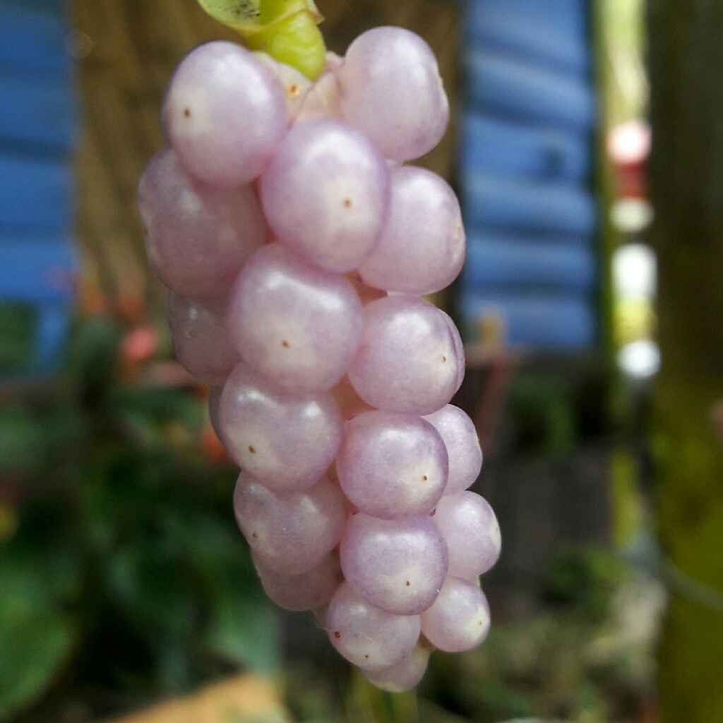 Climbing anthurium - Plantsnap - Identify Plants, Trees, Mushrooms With An  App