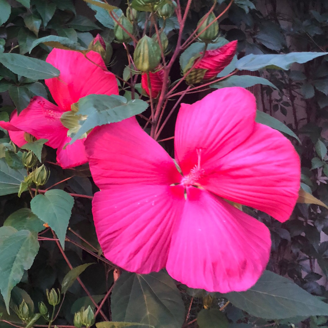 Crimson-eyed rosemallow