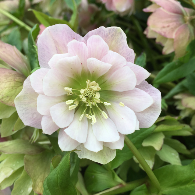 Lenten rose