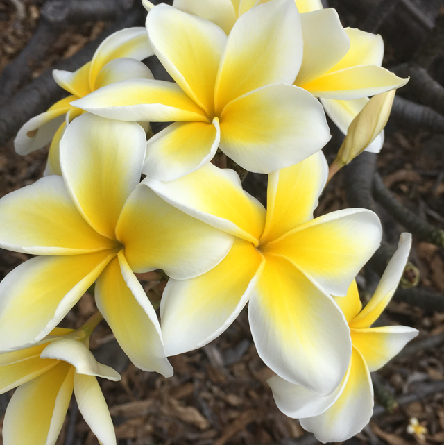 Frangipani