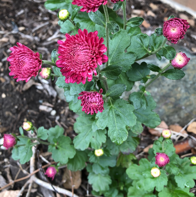 Florist's daisy