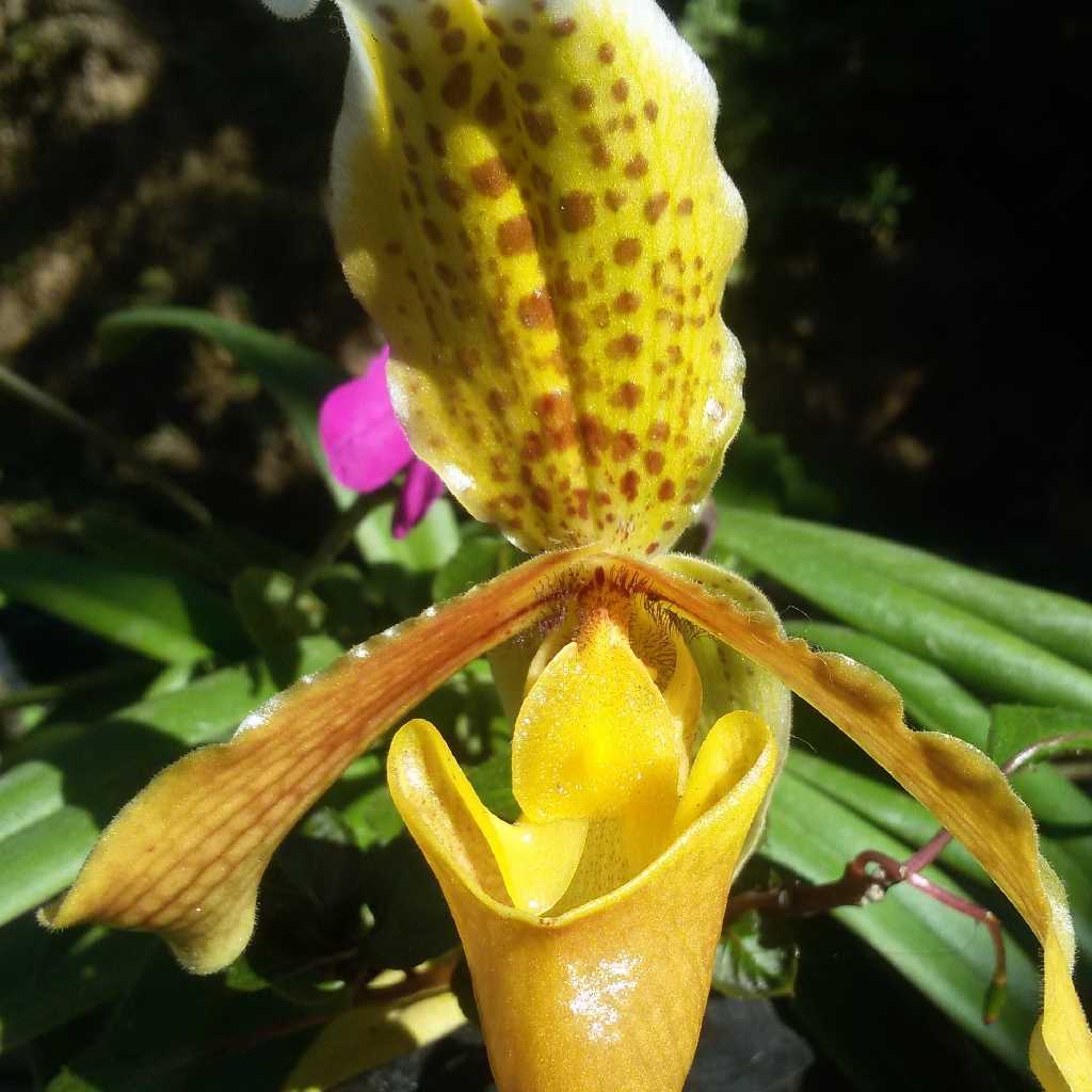 Lady's slipper orchid