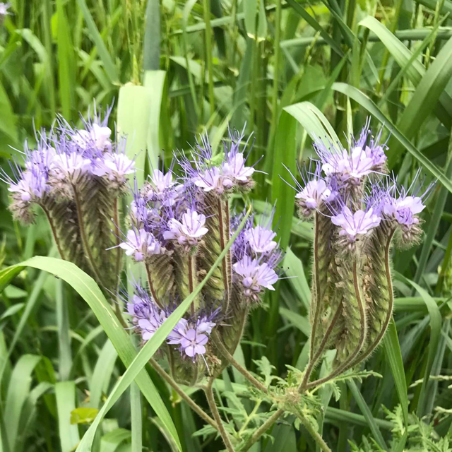 Lacy phacelia